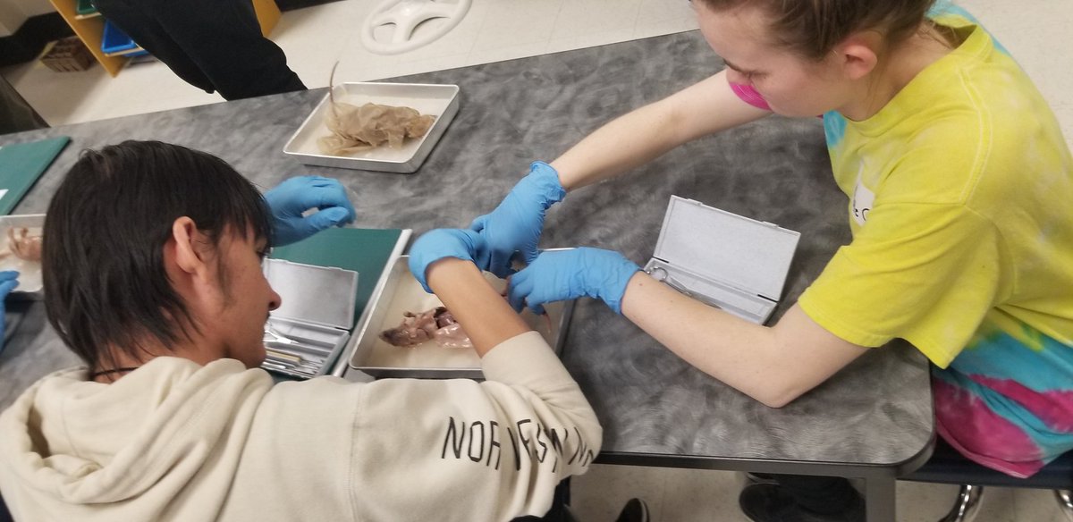 MsRomo307's tweet photo. #DissectionClub meets again... Today, we are starting the rat's internal anatomy! #tecvoc #TecVocScience https://t.co/3VVQOutwky