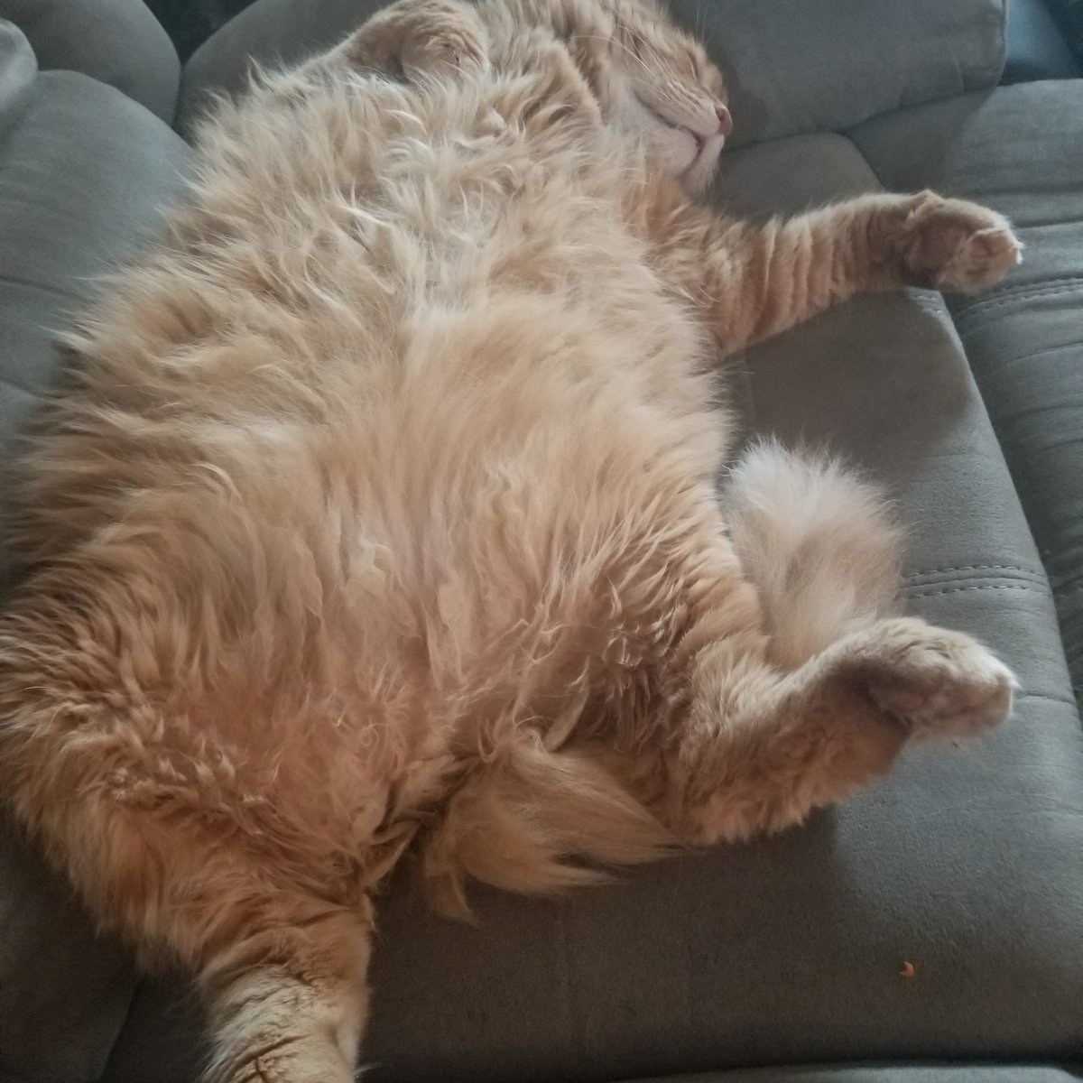 wolfmomma2017's tweet photo. #Thor #acatslife if we could all live by the rule of the cat. https://t.co/qodWNN6LOb