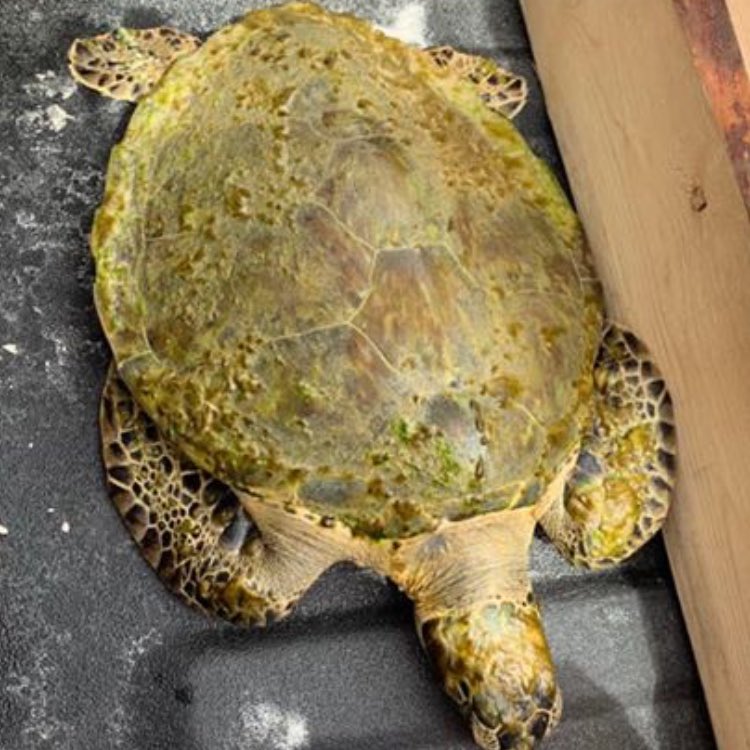 Look what the waves washed in.... no swimmers needed rescue but <a href="/VolusiaBeach/">Volusia Beaches</a> folks had to rescue this green sea turtle... he/she (not sure yet) is heading for some TLC at the awesome marine science center #ponceinlet!