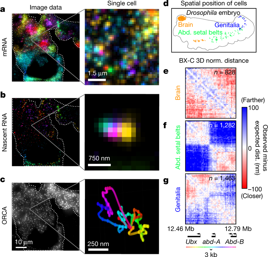 mmw_lmw's tweet photo. Visualizing #DNAFolding and RNA at #Single_Cell_Resolution | Multiplexed single molecule FISH and Chrom Architecture | Alistair Boettiger @Stanford @Nature https://t.co/uyXd4FDanz https://t.co/TVTBiz99Fg