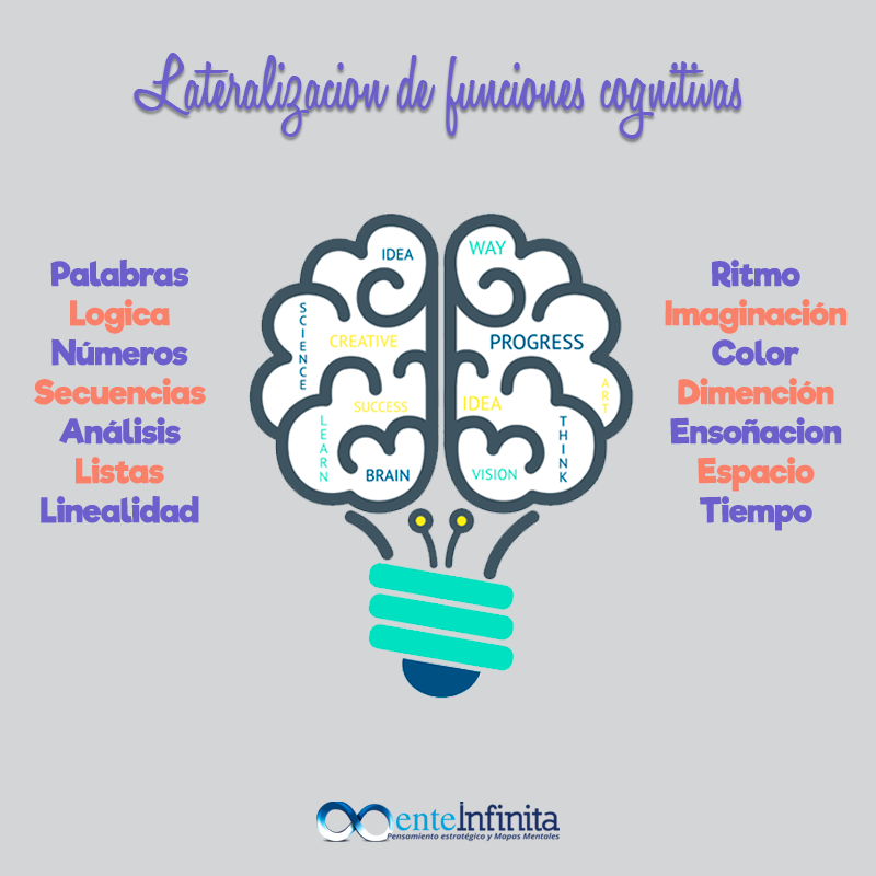 Menteinf's tweet photo. Cada hemisferio cerebral percibe y procesa la información que recibe de una manera diferente, función llamada lateralización. El izquierdo es racional, analítico y verbal; domina el tiempo, es decir, la secuencialidad y condensa sus pensamientos en números, letras y palabras. https://t.co/9krRFgffXX