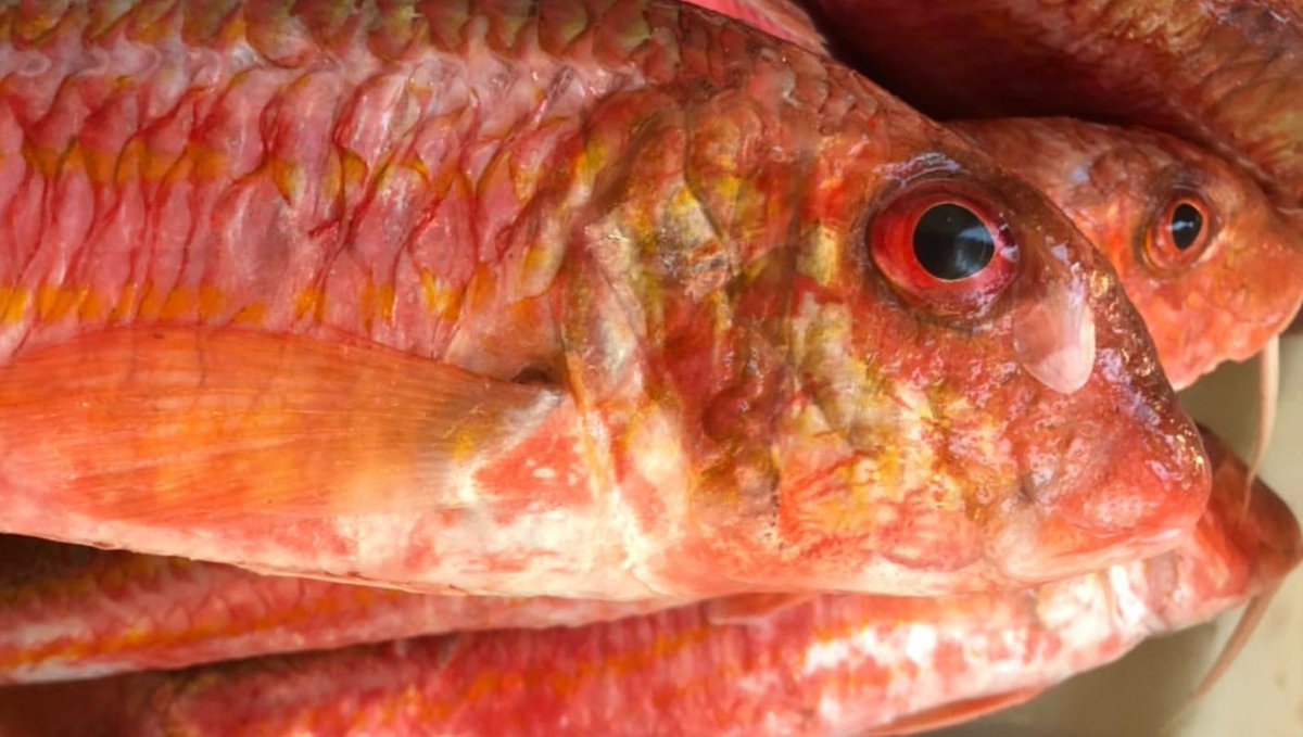 Málaga es de cine y esta es la semana grande del <a href="/festivalmalaga/">Festival de Málaga</a>.

En honor a la famosa alfombra roja, nosotros queremos hacer el guiño con nuestro rojo más destacado, el de los salmonetes de roca que pueden encontrar en Jacinto.

#22FestivalMálaga