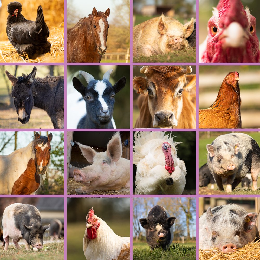 GroinGroin_Co's tweet image. Demain, c'est la #journeesansviande. Chez GroinGroin, on connaît personnellement une centaine de raisons d'arrêter la consommation de chair animale. En voici 16 en image 🤔 #meatoutday #GoVegan