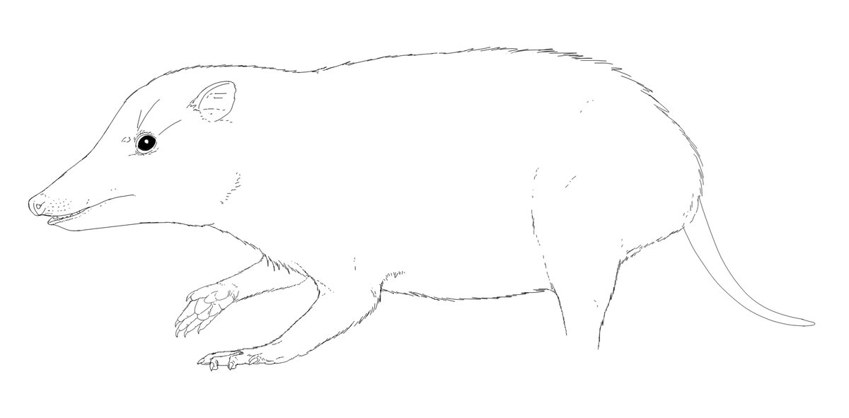 Neovenator1's tweet photo. Been a while since I posted anything, so here's a WIP reconstruction of the small mammal Yaverlestes from the wessex formation of the Isle of Wight https://t.co/aHkcm27HWY