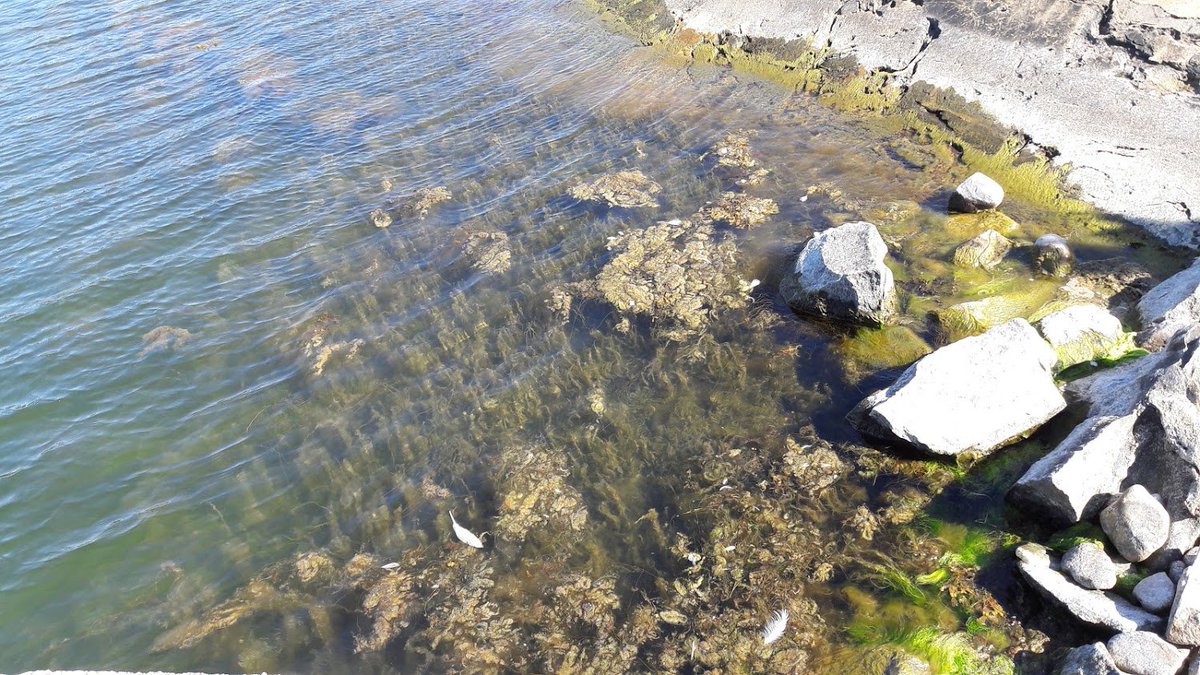 Meri_ja_ilmasto's tweet photo. @nurmisen_sara ...  #ruoka'jätteitä syntyy paljon. Kehittyy #metaania. Muita metaanilähteitä ovat mm. #märehtijät, #suopellot ja #rehevöityminen luonnonvesissä. Näistä nuoret voivat vaikuttaa ruokaan, mutta hyvä tietää muutkin. Suopeltojen päästöt ovat paljon suuremmat kuin bensiiniautojen ... https://t.co/YshnThczXT