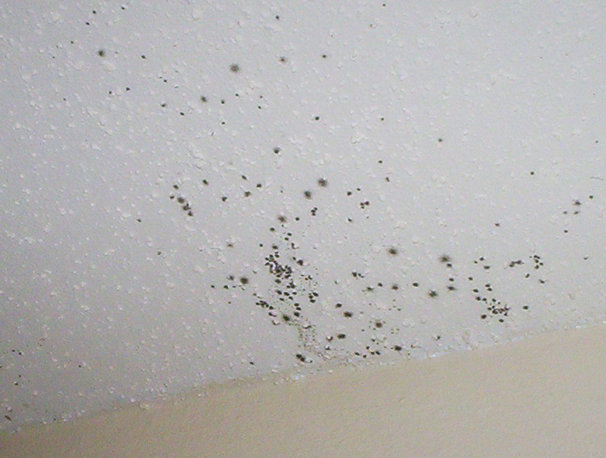 Collection Mold Spots On Bathroom Ceiling Pictures Home