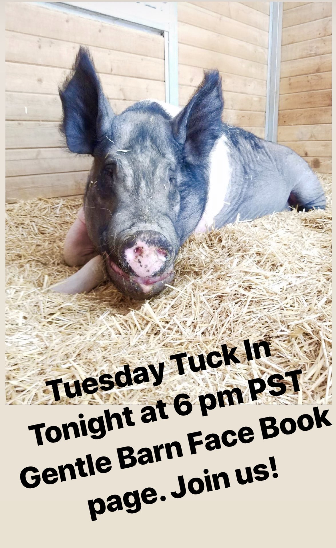 The Gentle Barn On Twitter Tuesday Tuck In Live Feed With Our