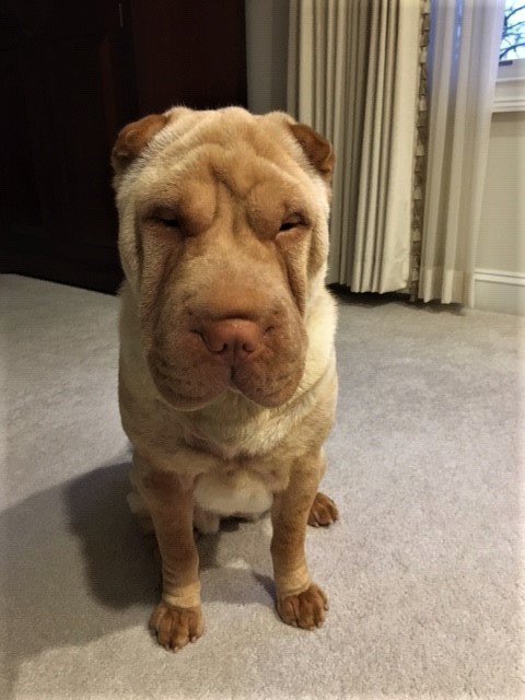jgreenesix's tweet photo. OK late Entry. From an Industry Friend that wants Nothing to do with Twitter but wants to Introduce "Sami" so let's just add @biamp to the chat @GinaSans @victoria0429 @MeganADutta @AV_chic @AVBrandy @synigizesales #dogsofav @vacajun @MCGocher. New Career Path #DogAgent https://t.co/3rSN1uPL8B