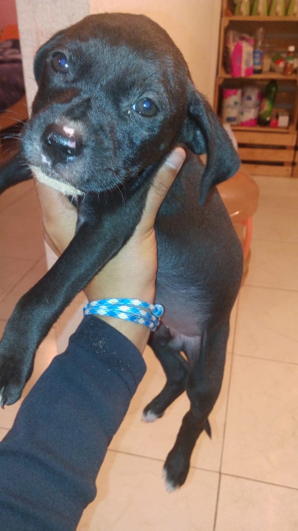 Norma Murguia Sanche (LenceriaNorma) Twitter