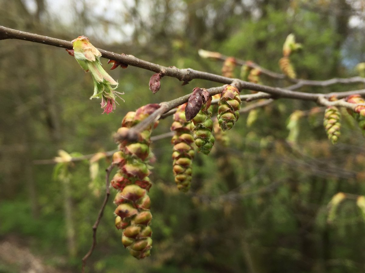 apiculturalLdn's tweet photo. Lots of trees coming into bloom at @mudchute isle of dogs today. No sign of any early flying Andrena pilipes yet though. The farm hosts a population of this scarce bee which is unusual in that its inland. Most of its nest sites in Britain are vertical cliffs along the south coast https://t.co/AirB0x5lH3