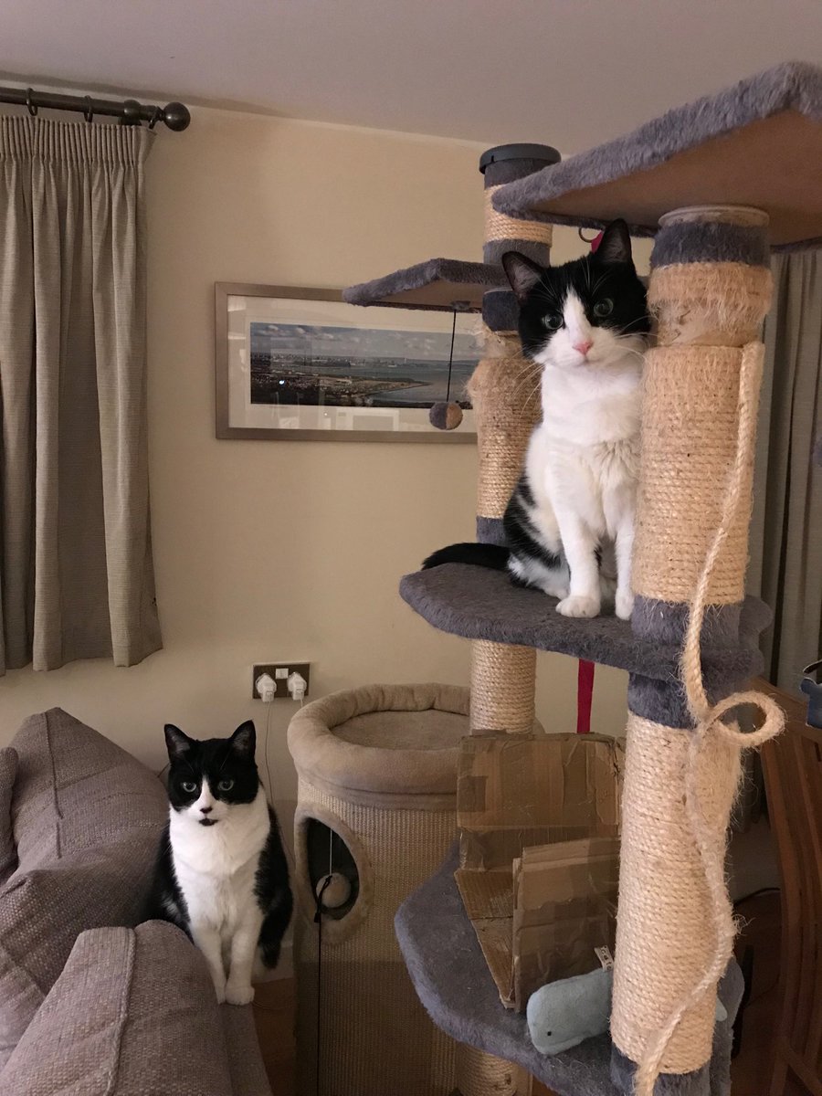 owenclark3's tweet photo. Watch out, watch out, there’s a Monty about #CatsOfTwitter #HelpMo https://t.co/ct3Sp9ctnJ