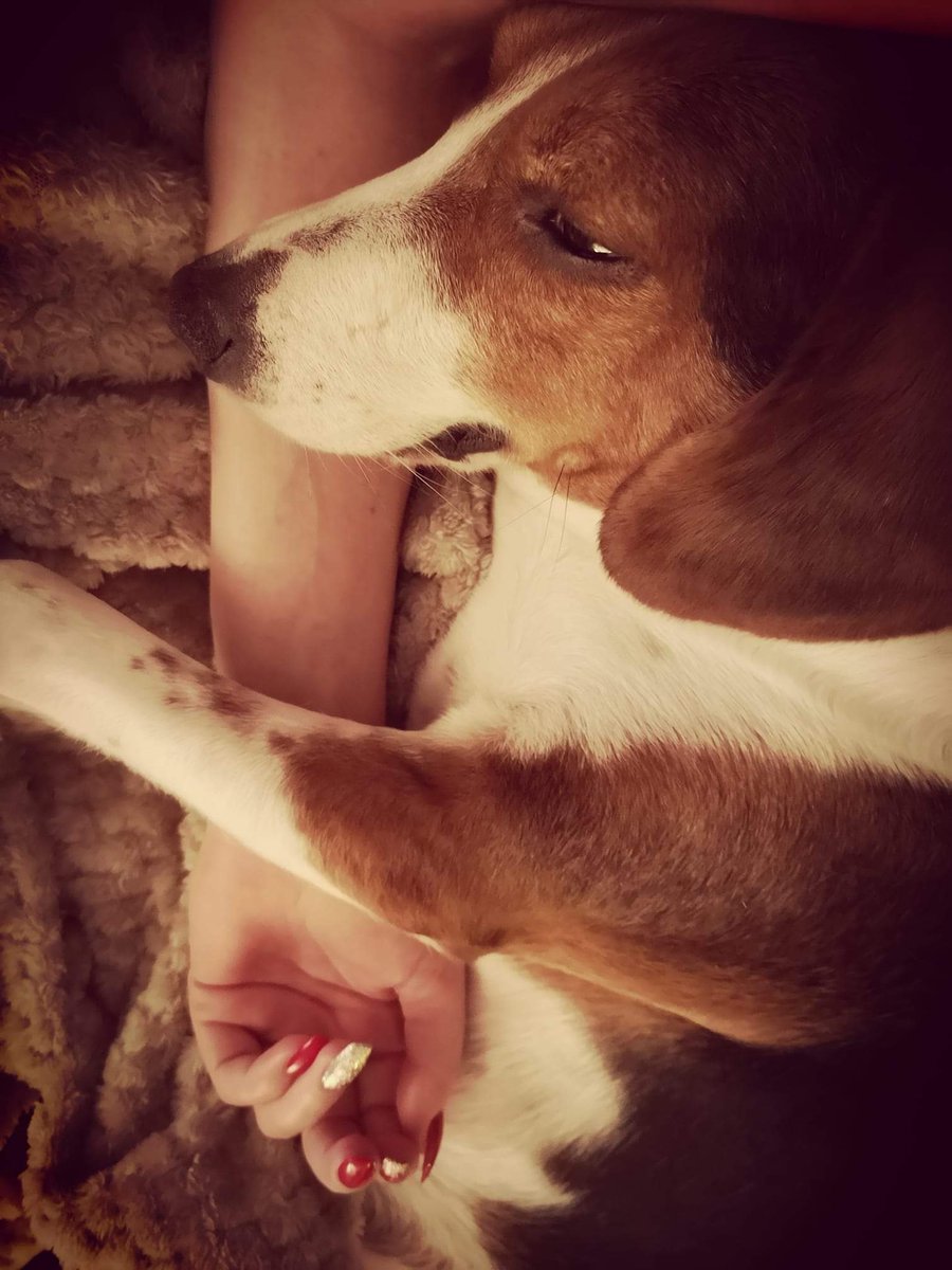 LazyBeaglePup's tweet photo. Sometimes humum just needs a hug #Stevie #BeagleX #CrossedWithABin #LoveHumum #OnlyCauseSheFeedsMe https://t.co/GexqMyort1