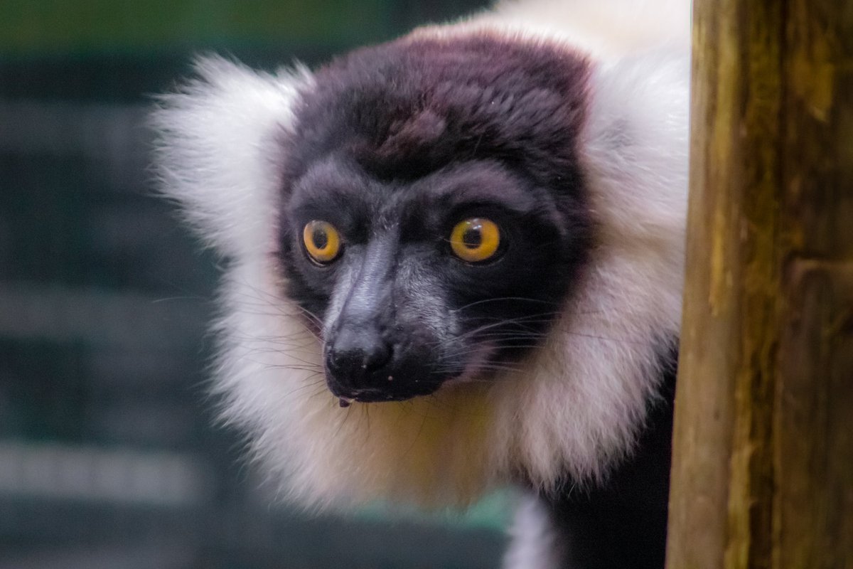 johnmartinez2n's tweet photo. #lemur and #marwell https://t.co/vY03rgXoku