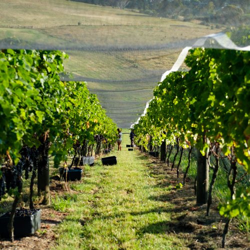 Te Motu Vineyard tweet media