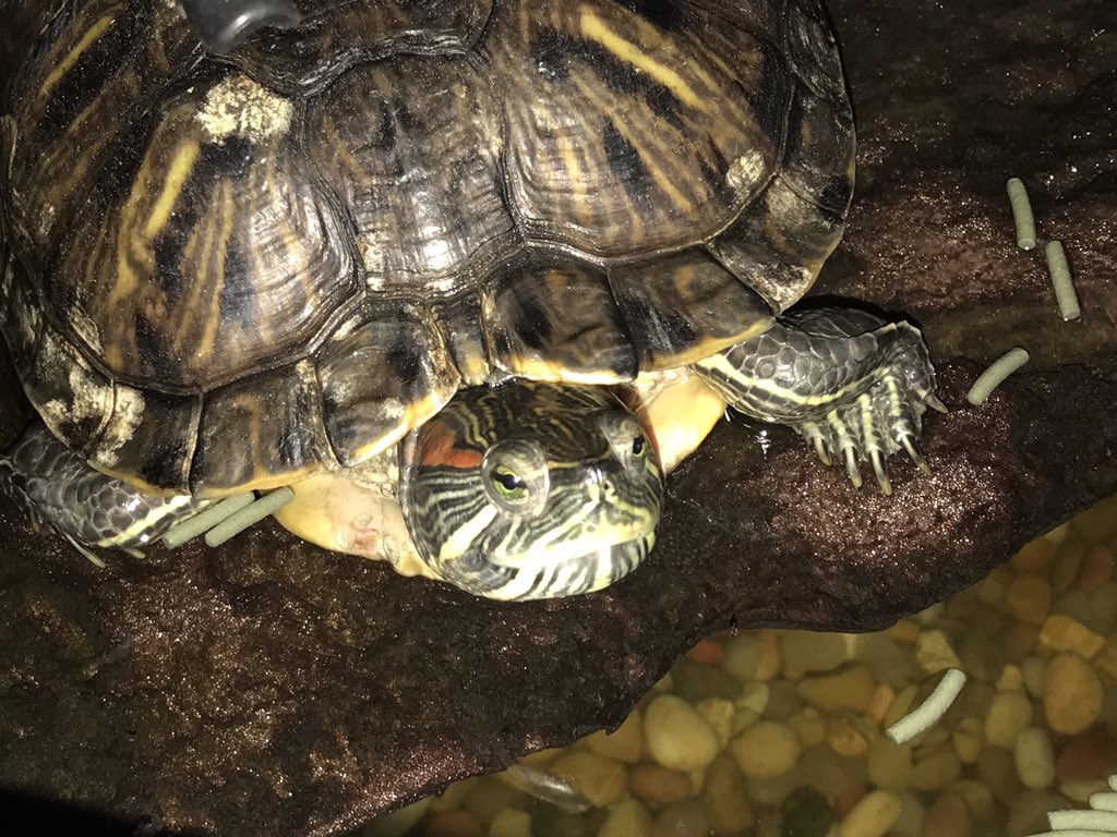 Filter broke, getting mad shade thrown by Lil G’s cousins #turtlelife