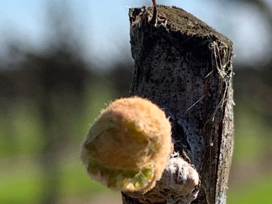 riazawines's tweet image. what's new - march '19 - mailchi.mp/8cdcb79854fa/w… #itsforreal #giddyup