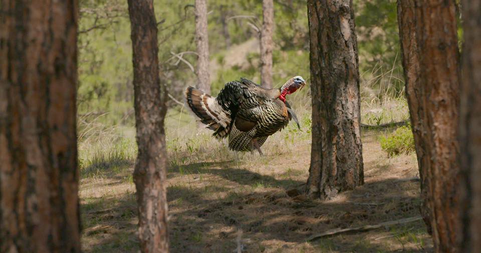 ZinkCallsAvianX's tweet photo. One way to get any turkey hunter fired up! Who's ready for a sight like this? 

#AvianXTV #AvianX #ZinkCalls #Longbeard #TurkeyHunting #TurkeySeason #TurkeyHunter #HuntingBuddies #Browning https://t.co/OuQCbR1v9V
