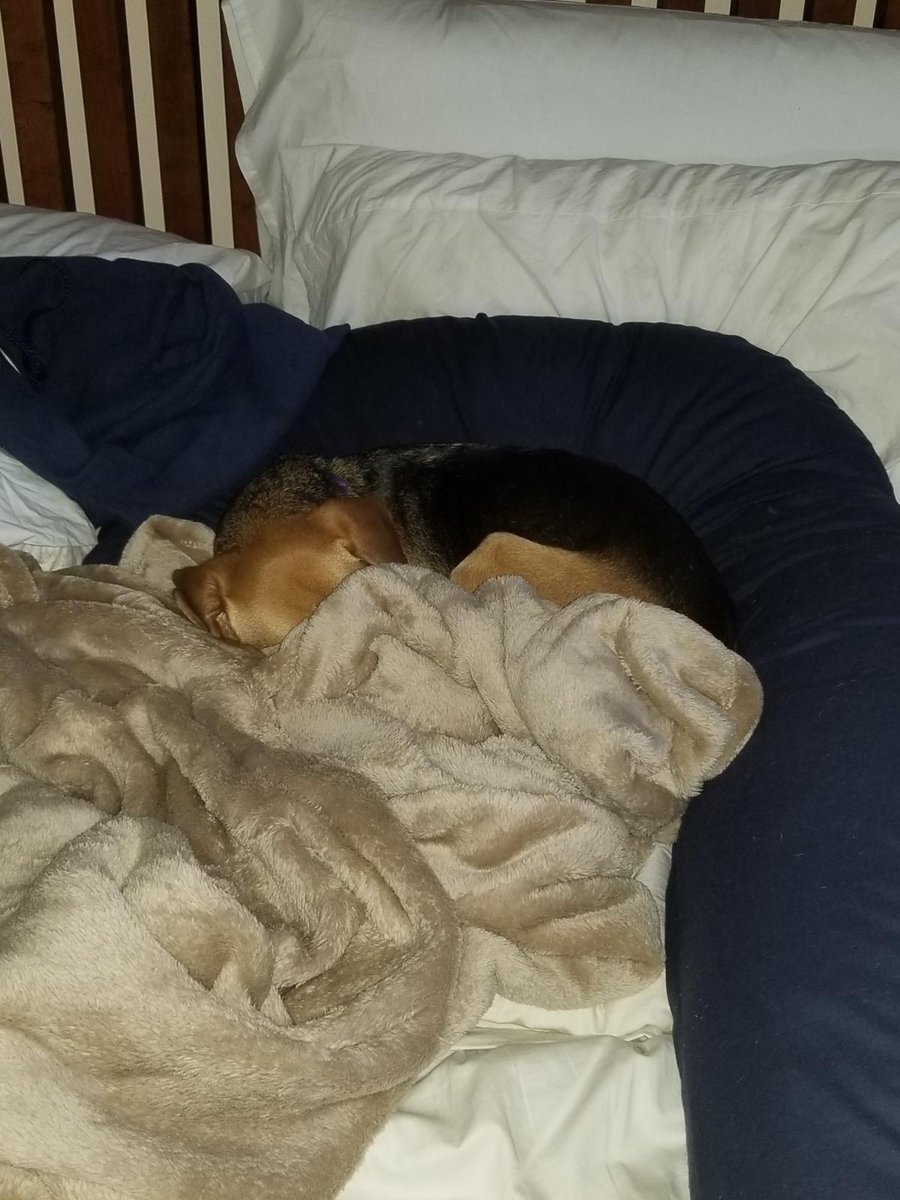 followingPT's tweet photo. Mornings are hard... #beaglefronk #beagles @AWLAArlington @beaglefacts @DCbeagles https://t.co/U4xjgFbUMV