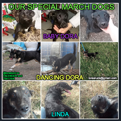 lorasluck's tweet photo. Here are the THREE main puppies we have mostly on our minds😍 ALL are in our photo album and ALL are pre-approved to come to us at Lora's Luck for fostering. But of course a home to go to (afterwards!) is our goal! 🌟🐾🌟🐾

🌟🐾Thank you 🐾🌟[1/?] https://t.co/s604xHVebU