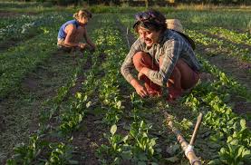 GardensMB's tweet photo. Gardening Saturday Workshop 3/10 - Bio-Dynamic Gardening. Heather Skrypnyk – Farm Operations Coordinator at FortWhyte explains what it is and how it applies to your garden and farm ecosystem. March 30 at 9:30 AM and 1 PM. Register today at https://t.co/6nbEu0byKV https://t.co/27h5iJ4T8K