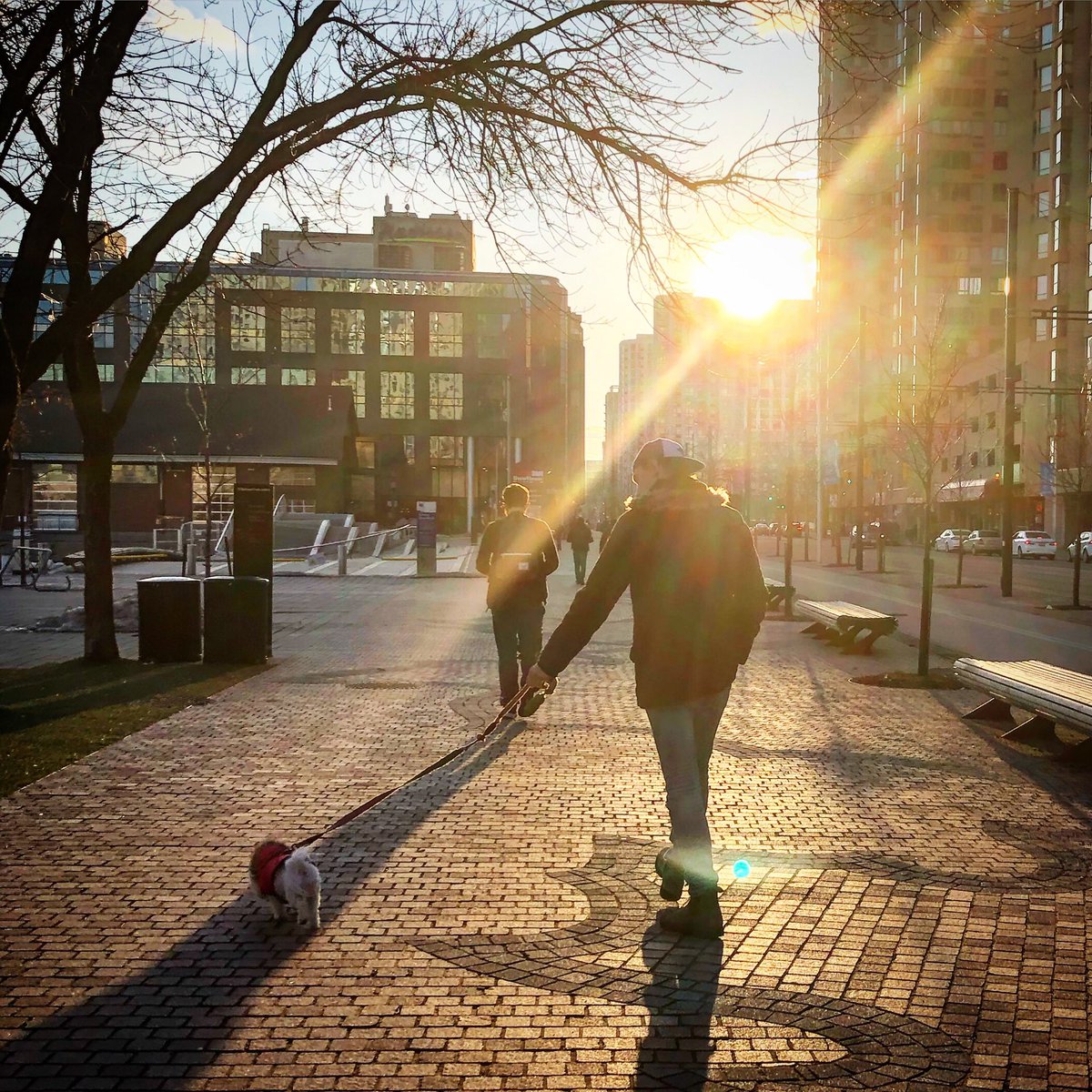 Winter sunset in the city. Spring is slowly fighting its way in ☀️ #puppywalks #puppymom #torontolife