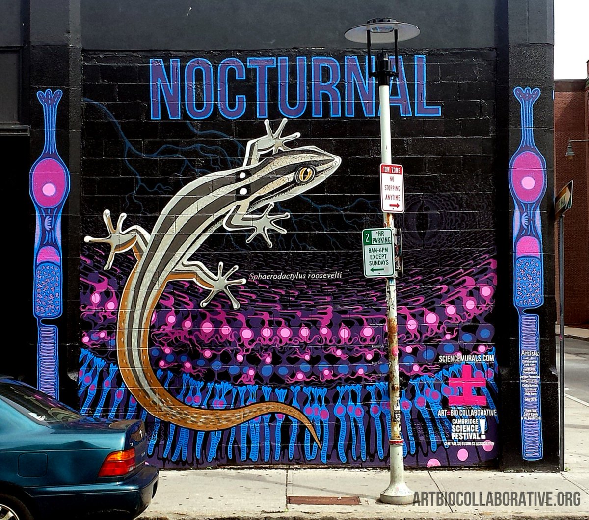 ArtBioCollab's tweet image. 🦎👁️ Check out our #ScienceMural about the #Retina + #Gecko Vision featuring Sphaerodactylus roosevelti 🇵🇷 created @CambSciFest!—The world’s largest depiction of a retina +of one of the smallest lizard’s on Earth! —See it @MidEastClub in Central Square, Cambridge, MA! #ArtScience