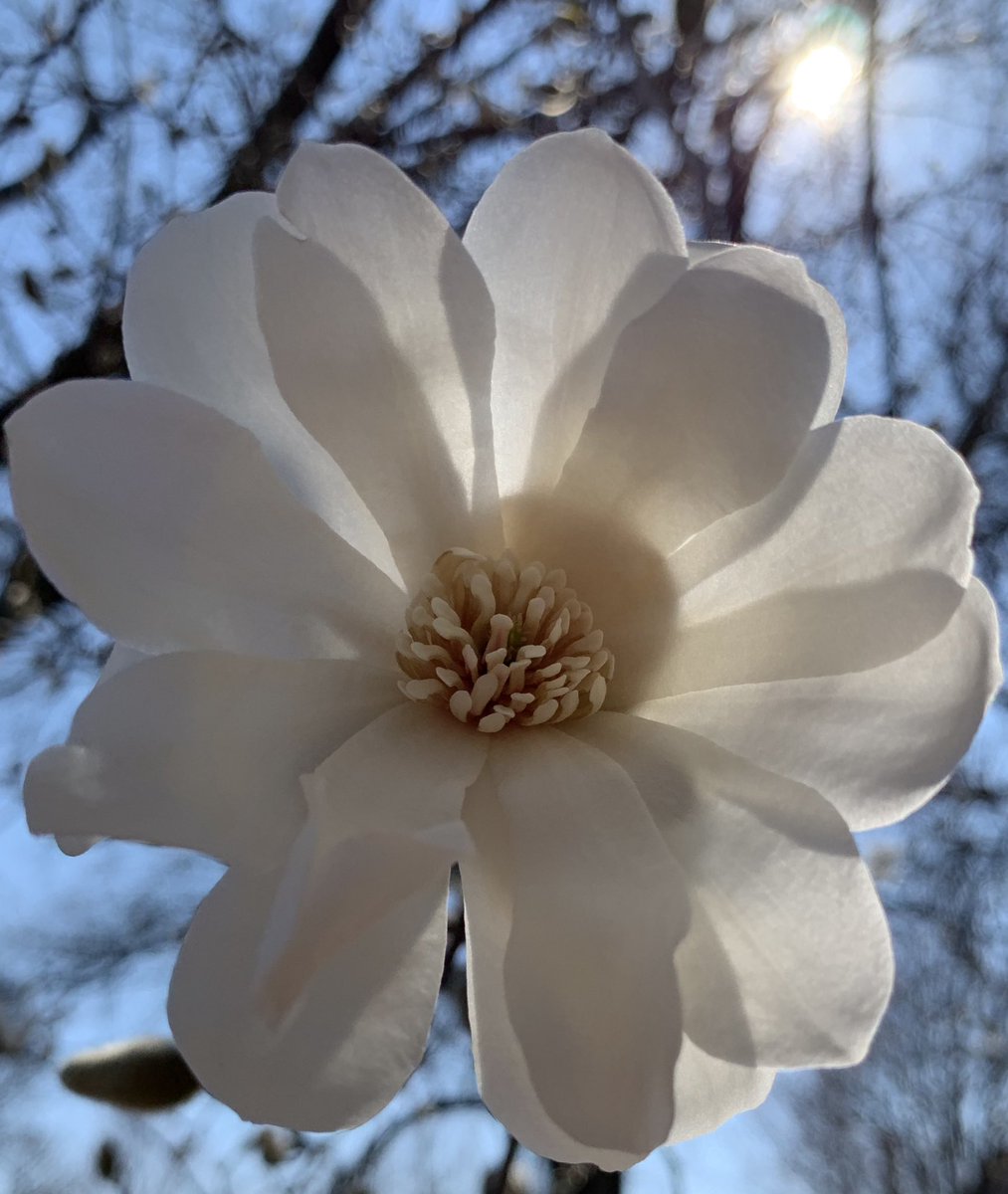 tomlian2's tweet photo. Walking meditations: buds open in long awaited spring https://t.co/BqVO0TimOD