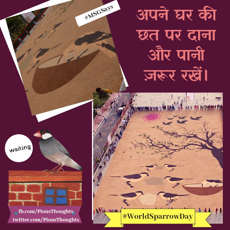 PiousThoughts's tweet photo. "छोटा सा प्रण, बड़ा सा पुण्य"
--अपने घर की छत पर दाना और पानी ज़रूर रखें।---
#MSGSays
#WorldSparrowDay
#PiousThoughts
#PiousTeachings https://t.co/EjHFALzKx2