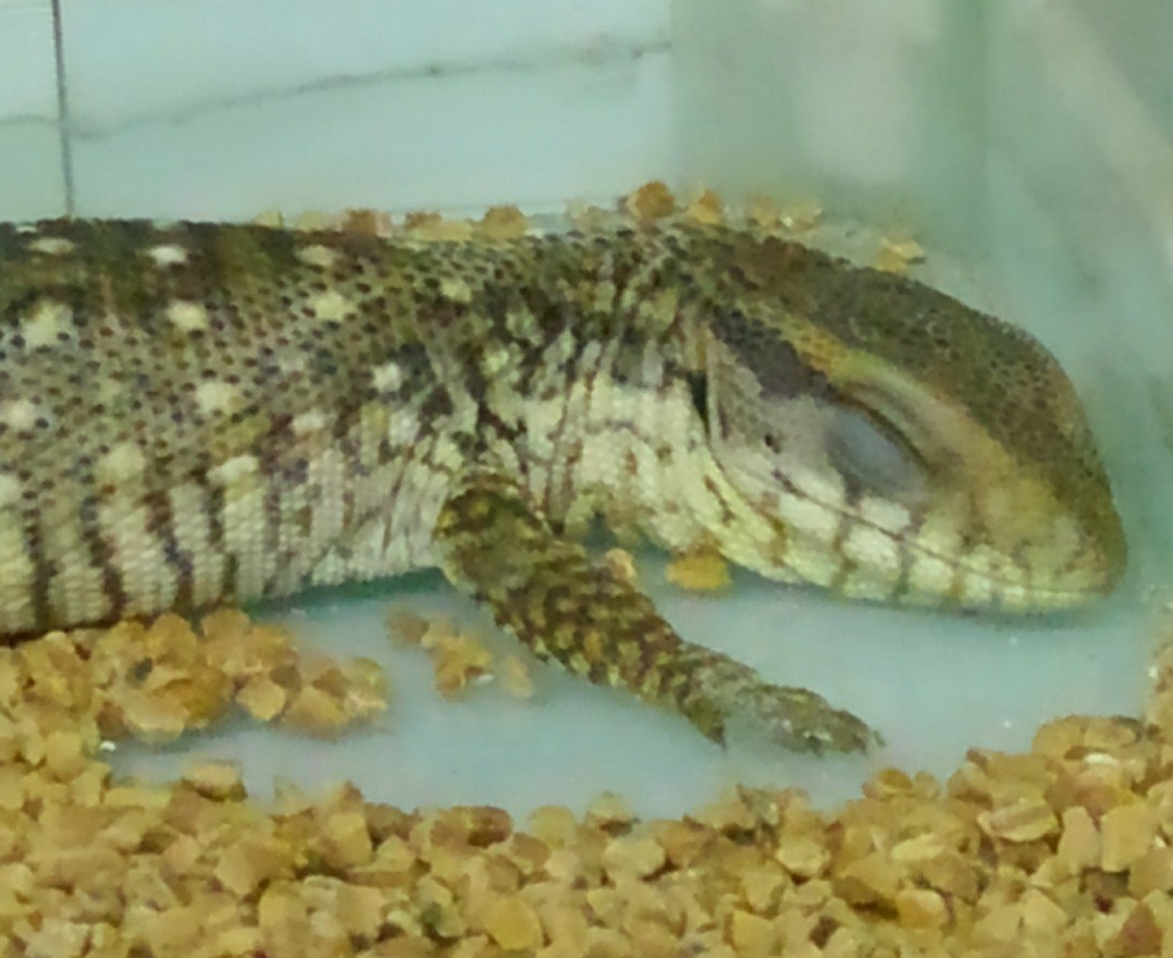 サバンナモニターベビー Twitter Search Twitter