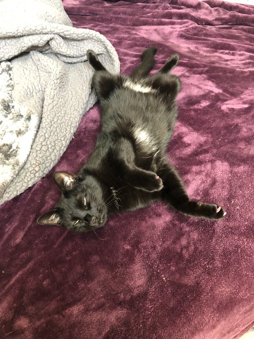 What kind of animal is this? https://t.co/I8ajyZ6X4S