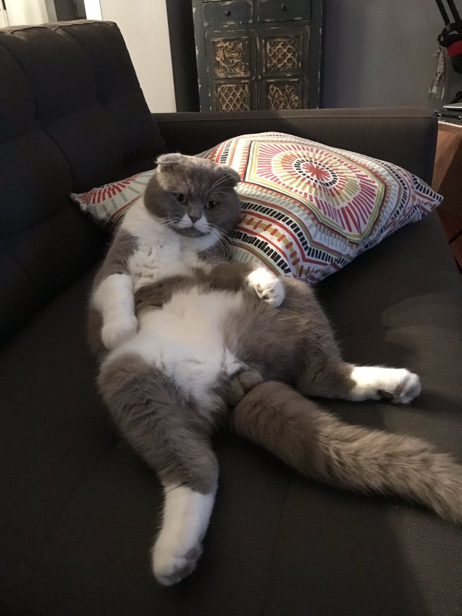 cat_sigmund's tweet photo. Some people say nothing is impossible , yet I do it everyday....nothing! #WednesdayWisdom #whiskerswednesday #CatsofTwitter https://t.co/cB0GTnBBvQ