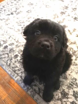 cawsab's tweet photo. Our adorable Tik!! Live on our website available for adoption now. β€οΈ Let him be the βtikβ to your βtac-toeβ. π
#yegrescue #AdoptDontShop #CAWSab https://t.co/AassSijbWk