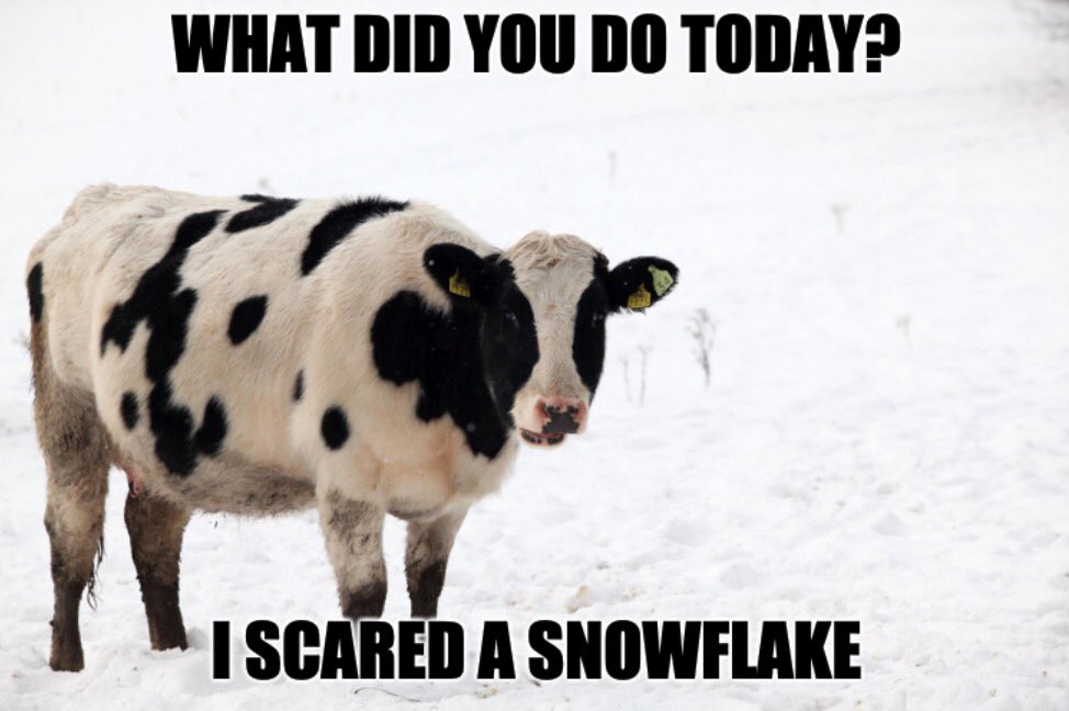 #themooovement 🐄