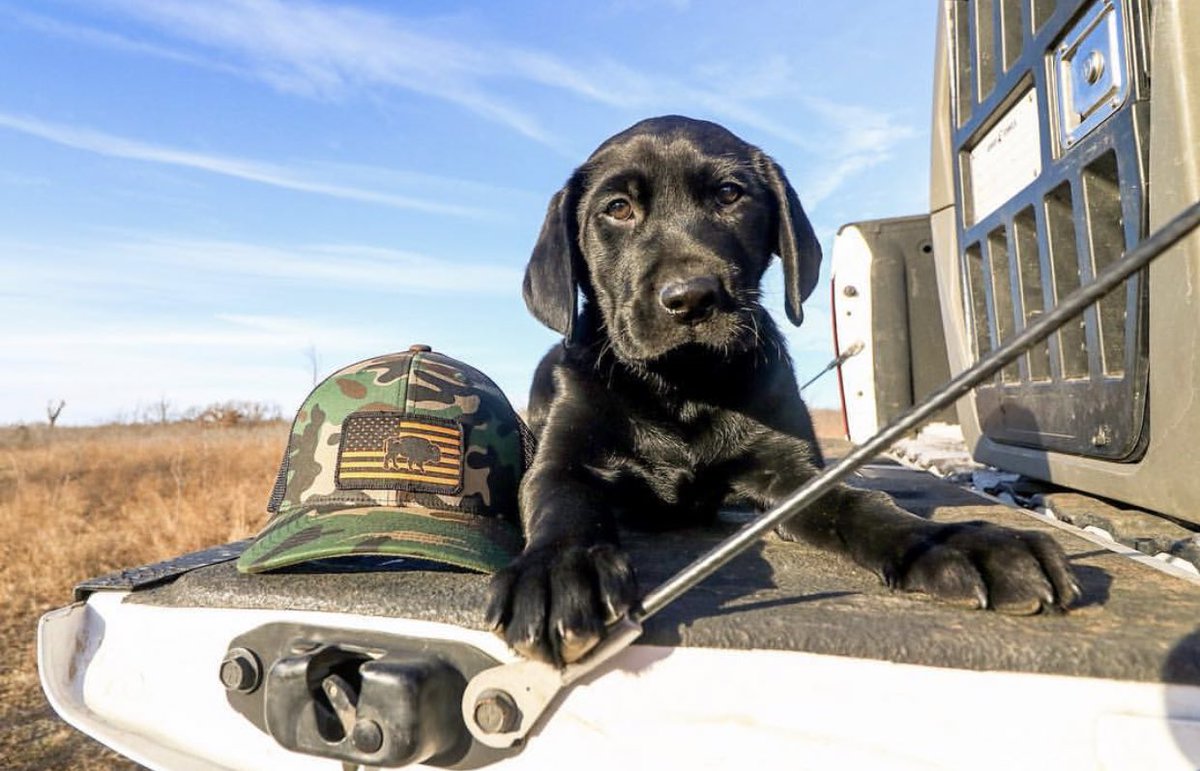 BisonUnion's tweet photo. Just retweet this image please!  #bisonunion #betheblacklabpuppy https://t.co/jpIunItDon