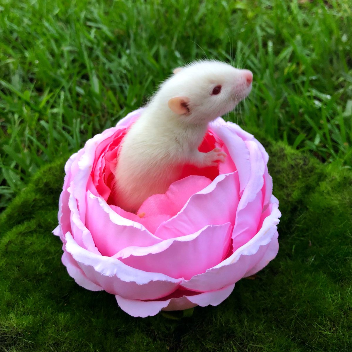 hiitaylorblake's tweet photo. Thumbelina is thriving, she spends her days snuggled up inside flower petals, far away from those pesky pythons! 💖🌸 https://t.co/S8BJmeN6AL