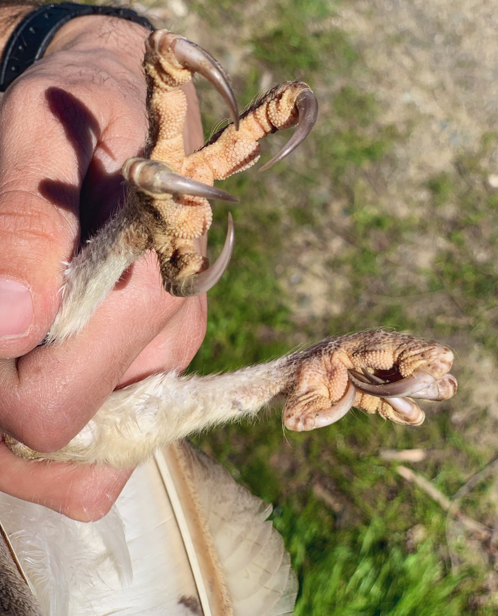 talonDNA's tweet photo. Talons of the grapevines. #BarnOwl #TalonsTuesday #WildAg #naturalpestcontrol https://t.co/t6h8yr4N6O