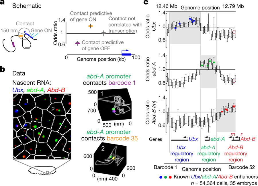 mmw_lmw's tweet photo. Visualizing #DNAFolding and RNA at #Single_Cell_Resolution | Connecting RNA expression and genome structure | Alistair Boettiger @Stanford @Nature https://t.co/uyXd4FDanz https://t.co/Ogbxw0UC7I