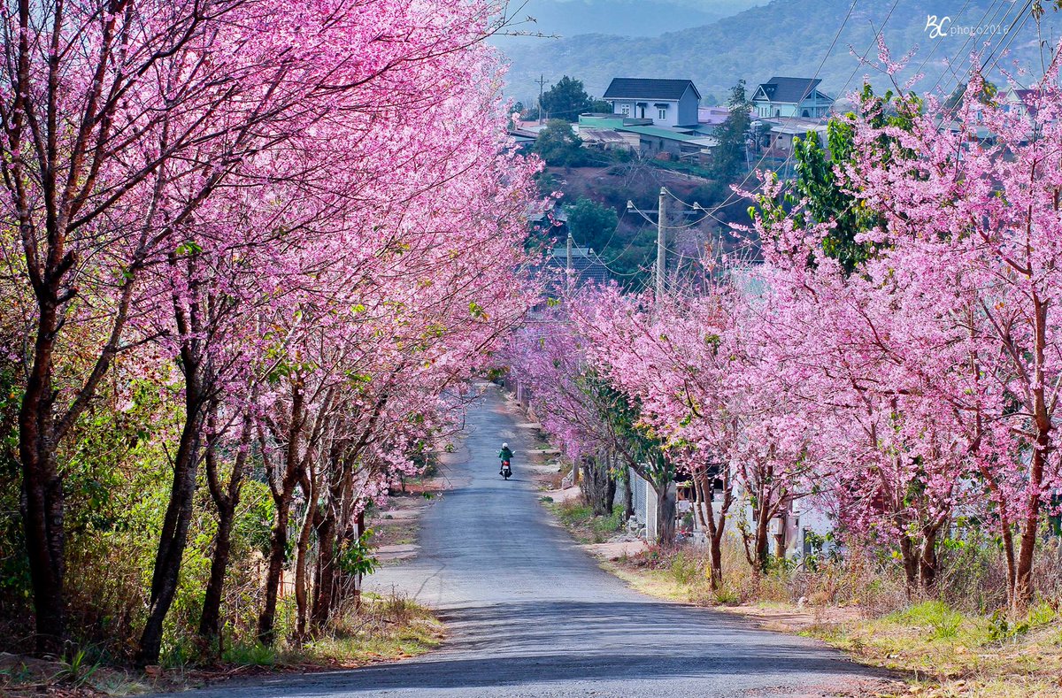helloVietnamTO's tweet photo. Da lat handbook for travellers 🛣️🚗
https://t.co/q0irqHRzUr
#dalat #dalattrip #dalattravel #visitdalat #centralhighland #vietnam #hellovietnam #vietnamtravel #visitvietnam #vietnamtours #vietnamtourism https://t.co/fAjhHPNZey