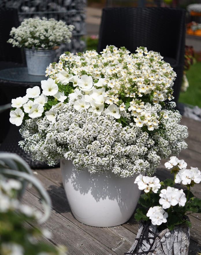 Green Pepper Pa Twitter 白い鉢が有ったら 自分ならカラフルな花を植えてみたくなると思う でも白い鉢に敢えて白い 花を植えるセンスって改めて見るとすごく素敵だ 引き算の美しさ 白シャツと白いパンツ そして白いスニーカーを合わせたコーディネートのような清潔