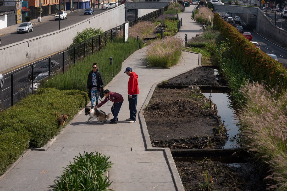 La vegetación de vida acuática crece en las zonas marginales dentro de los cuerpos de agua. Desempeña un papel muy importante en los sistemas de humedal artificial. Conoce más sobre el conjunto de hidrófitas del ECODUCTO.

ecoducto.mx/blog/conjunto-…