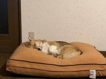 愛犬におすすめ ドギボー ペット用のヨギボー の特徴と口コミ紹介 タシテク