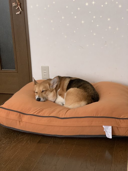 愛犬におすすめ ドギボー ペット用のヨギボー の特徴と口コミ紹介 タシテク