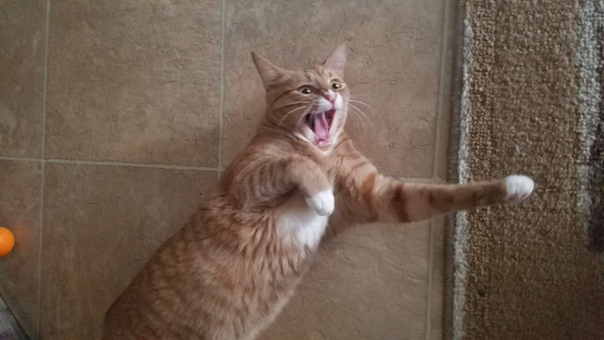 DoriCFWC's tweet photo. Louie will have his weekly photoshoot on Facebook tomorrow @ GFWC California Federation of Women's Clubs. Check it out. #cfwcmascot #cfwc #gfwc #keepingupwiththetimes @JacksonGalaxy #catsontwitter #adopt #placerspca @JGalaxyProject https://t.co/zqoUJaW3bW
