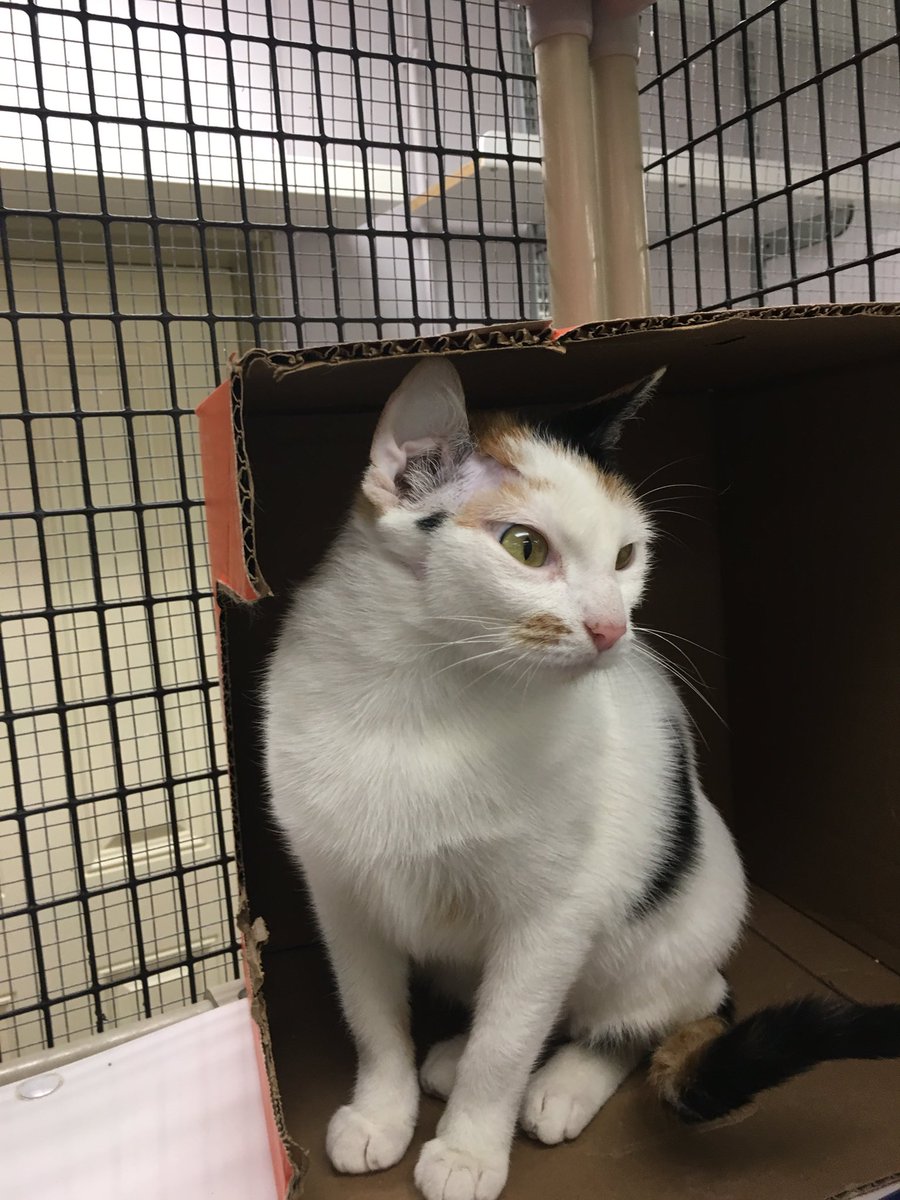sara_quinnell's tweet photo. What a sweet bunch of loves we got from Texas. Love getting to help out at a great place like @felinerescueinc every week! Come down and check out these babes. #adoptdontshop #CatsOfTwitter #catsofstpaul #crazycatlady https://t.co/435nVXc3rM