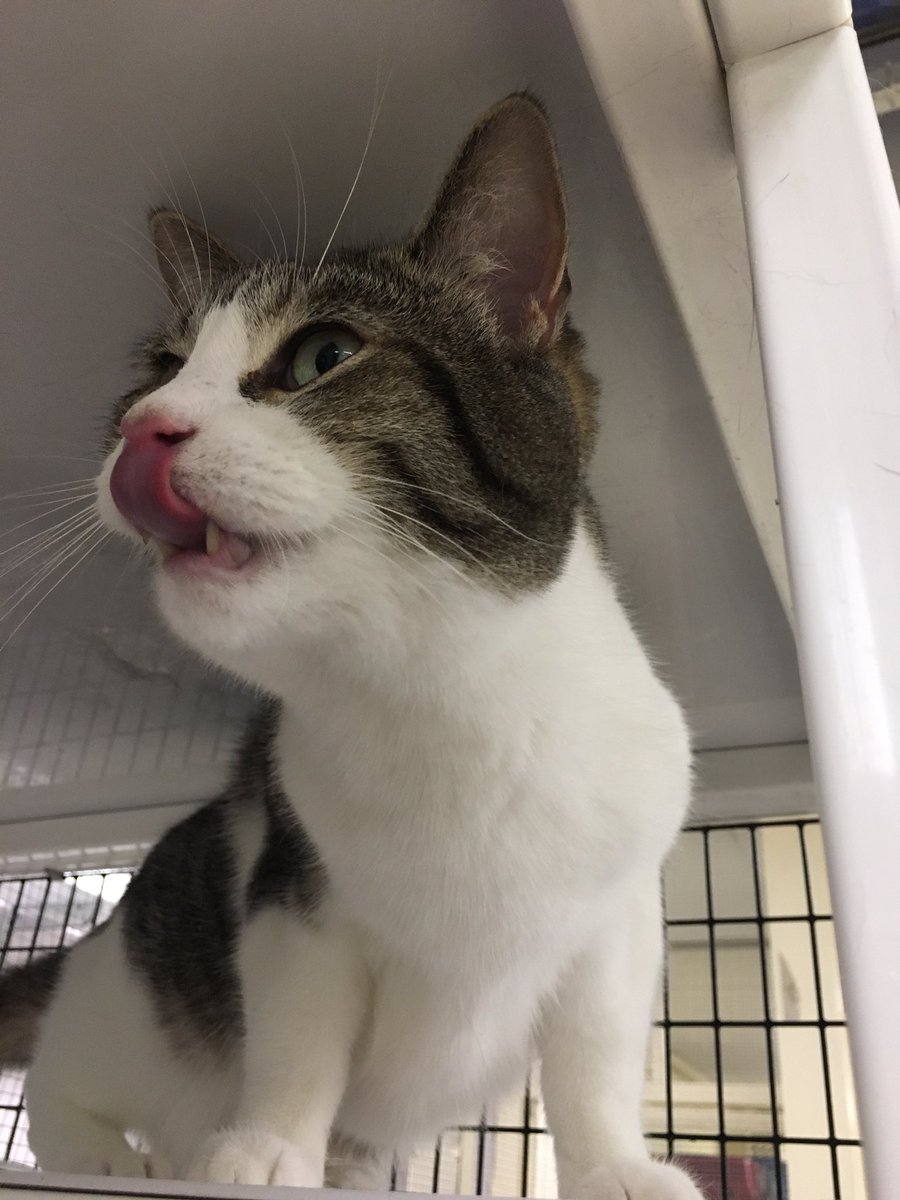 sara_quinnell's tweet photo. What a sweet bunch of loves we got from Texas. Love getting to help out at a great place like @felinerescueinc every week! Come down and check out these babes. #adoptdontshop #CatsOfTwitter #catsofstpaul #crazycatlady https://t.co/435nVXc3rM