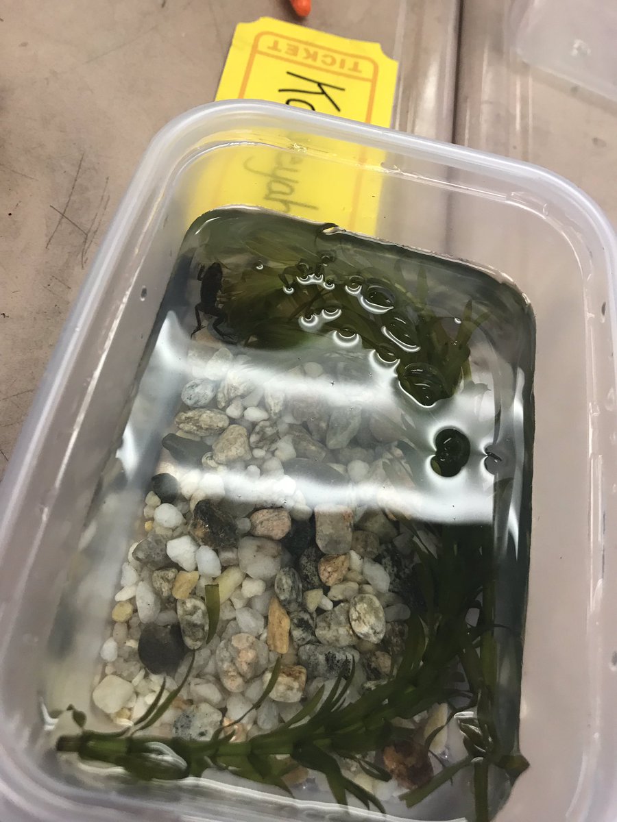 2cawilson's tweet photo. Learning about fiddler crabs and frogs in @MsWaceksWorld ! 🦀🐸 https://t.co/HmUIFF9Qp6