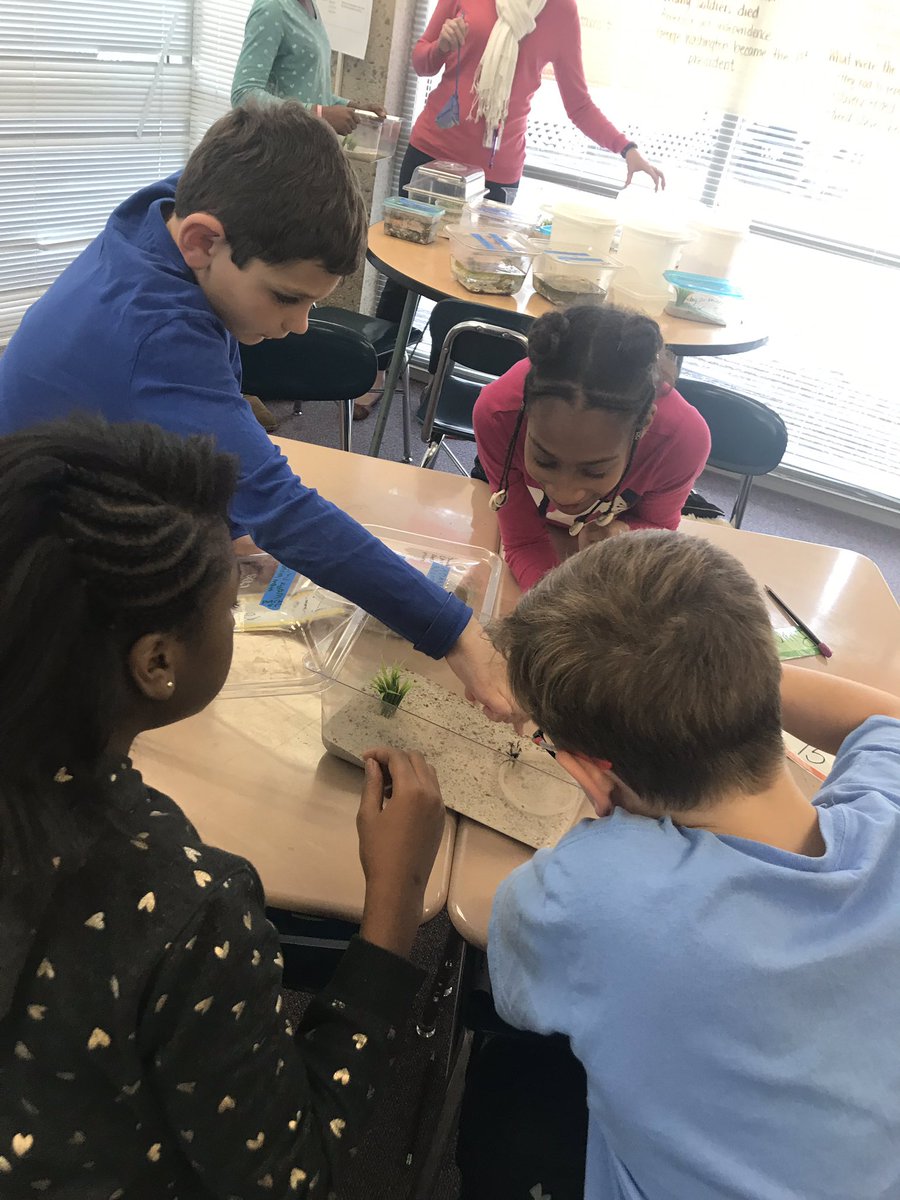 2cawilson's tweet photo. Learning about fiddler crabs and frogs in @MsWaceksWorld ! 🦀🐸 https://t.co/HmUIFF9Qp6
