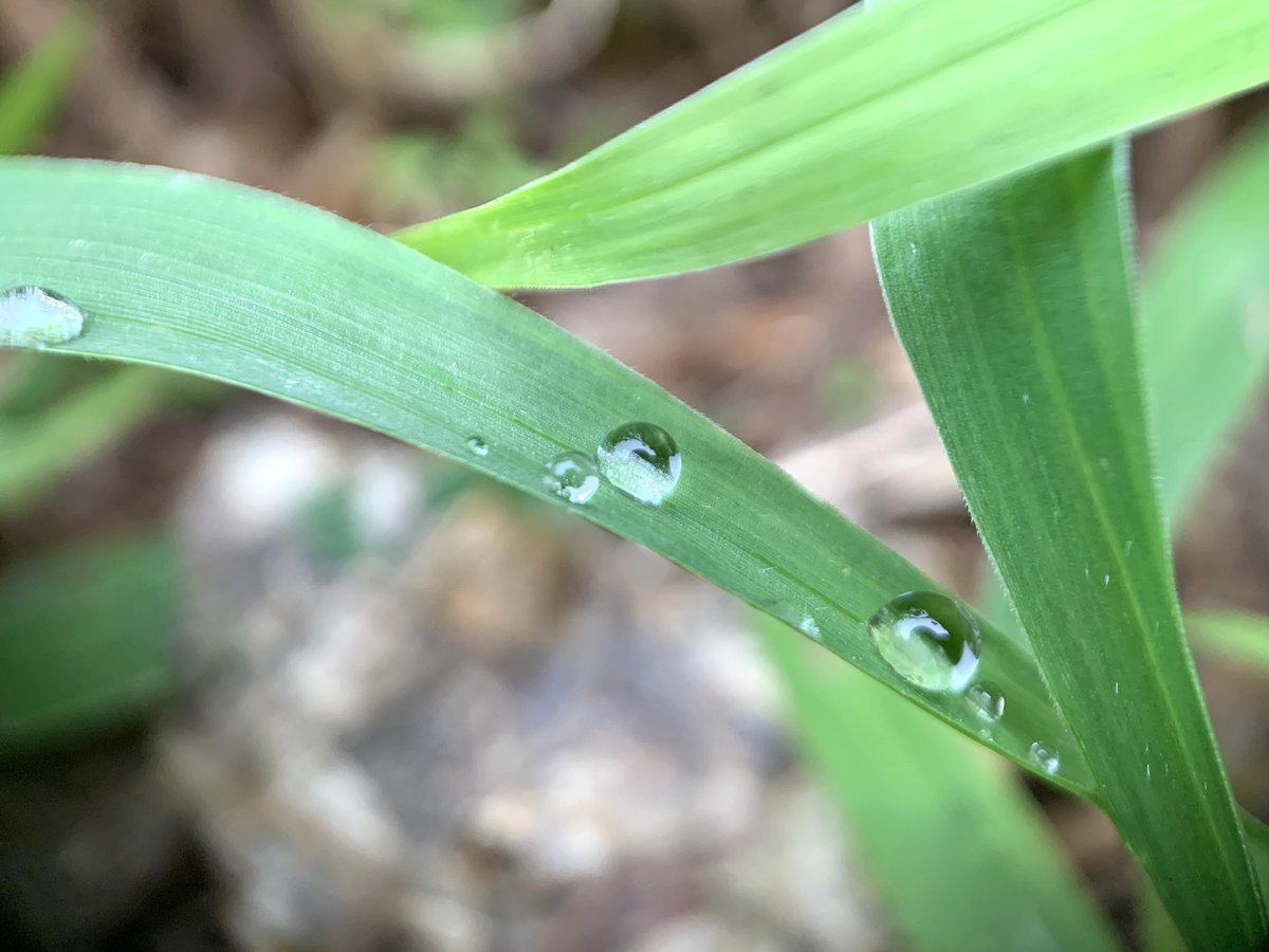 DCKina's tweet photo. #Waterdrops on #grassleaves
by the #HDMacroLens with #iPhoneXSMAX!
https://t.co/c73vtbpkXf
#iPhone #iPhoneX #iPhoneXS #iPhoneXSMAX #iPhoneXR
#iPhoneography #iPhonePhotography
#macro #macros #HDMACROLENS #macroworld #MacroPhotography #MacroLens #macrophoto #Huawei #Xiaomi https://t.co/5pBVdCYq1d