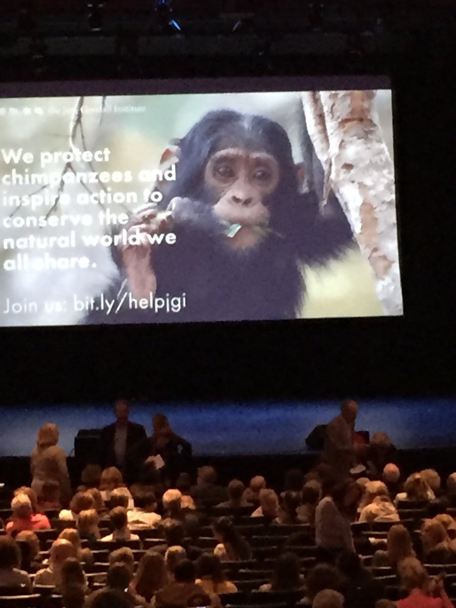 MrsBerlatsky's tweet photo. An evening with Jane Goodall at FAU! Heroic woman, heroic message! #peacelovefirst #VikingVoyage19 #JGI #RootsandShoots https://t.co/1DYpdAuLya