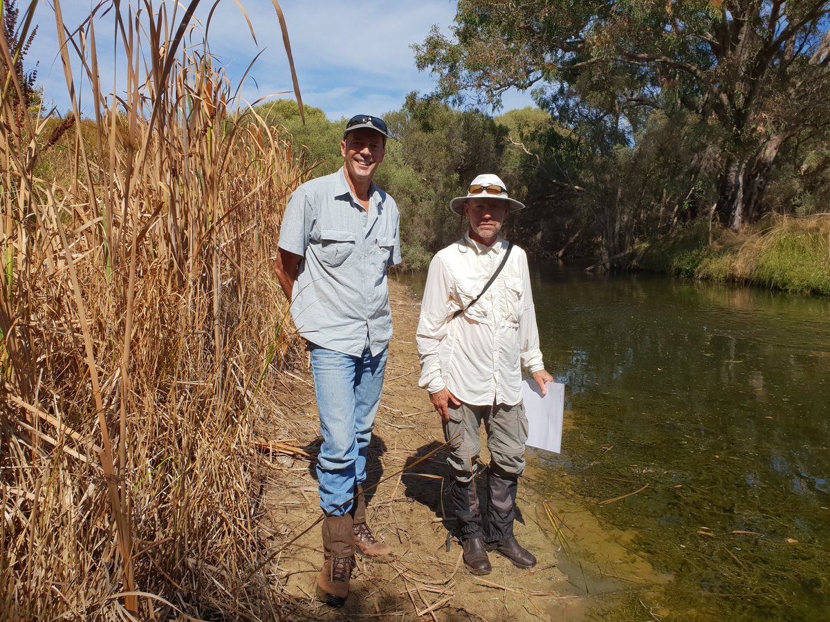Beautiful sunny day to be out checking awesome work by one of our weed contractors controlling Cotton Bush near Harvey Estuary  <a href="/PeelHarveyCC/">PeelHarveyCC</a> @AusLandcare #Ramsar482 <a href="/NRM_WA/">NRM_WA</a> <a href="/NRMRegions/">NRM Regions</a> <a href="/PH_Biosecurity/">PHBG</a>